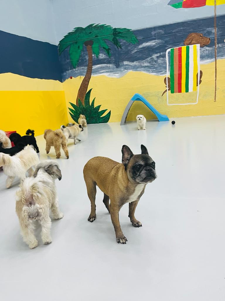 My Buddy Pet Care Best pet care in Dubai